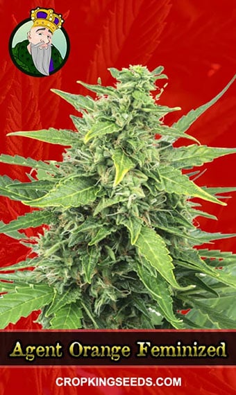 agent-orange-feminized-image