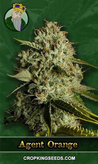 agent-orange-regular-image