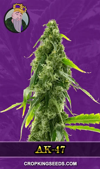 ak-47-autoflowering-image