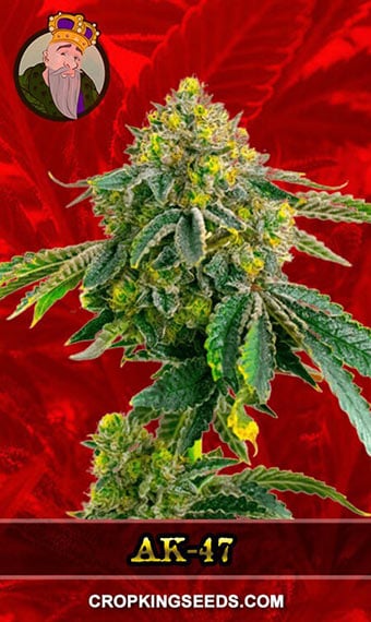 ak-47-feminized-image