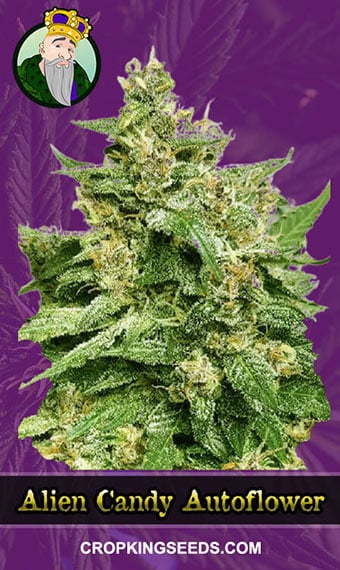 alien-candy-autoflowering-image