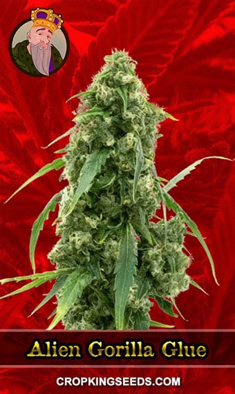 alien-gorilla-glue-feminized-image