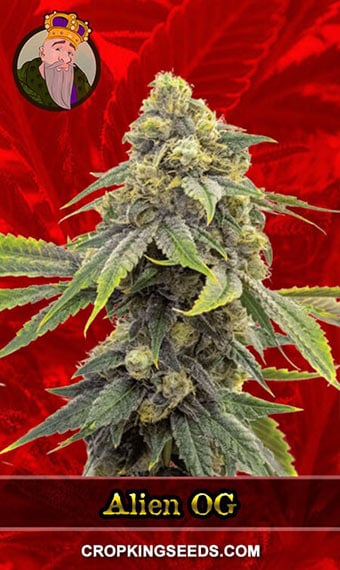 alien-og-feminized-image