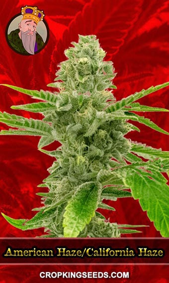 american-haze--california-haze-feminized-image