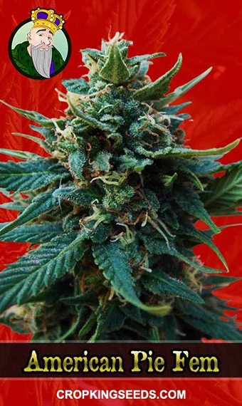 american-pie-feminized--strain-image