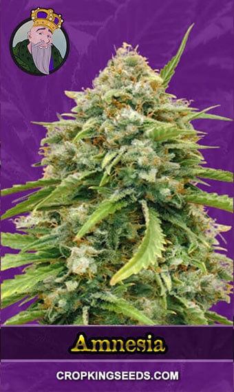 amnesia-autoflowering-image