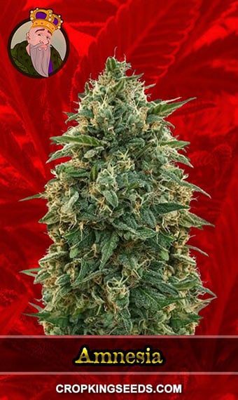 amnesia-feminized-image