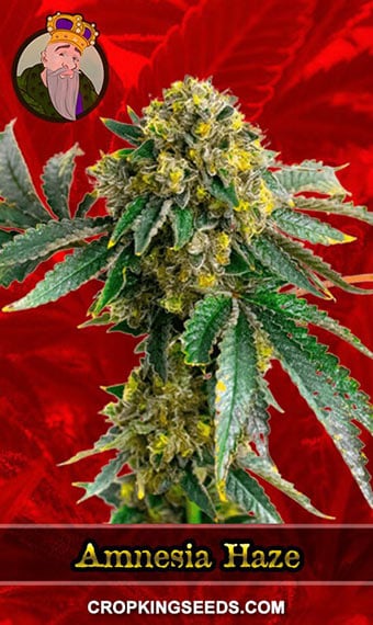 amnesia-haze-feminized-image