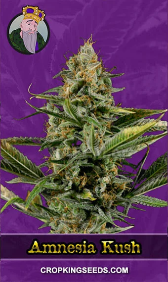 amnesia-kush-autoflowering-image