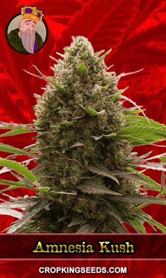 amnesia-kush-feminized-image