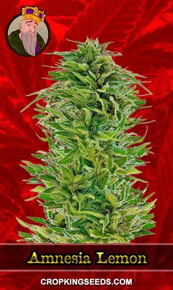 amnesia-lemon-feminized-image