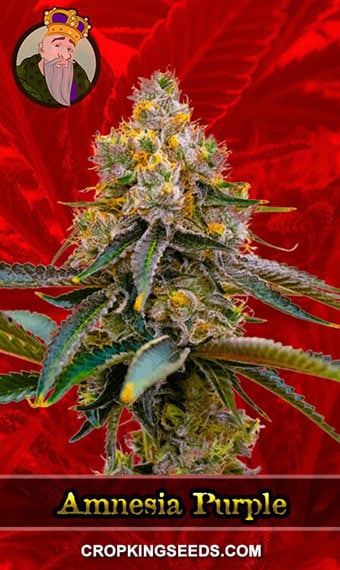 amnesia-purple-feminized-image