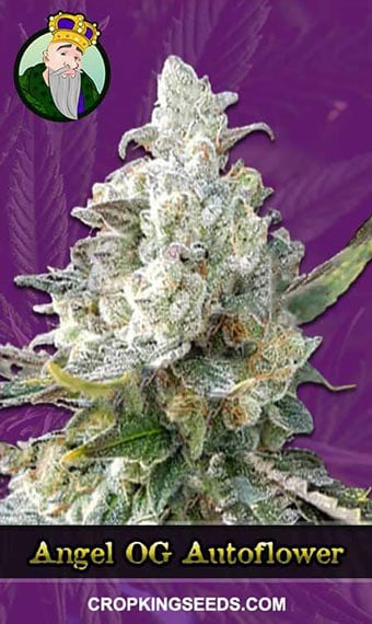 angel-og-autoflowering-image