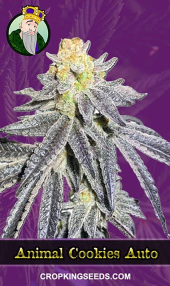 animal-cookies-autoflowering-image