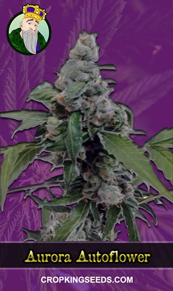 aurora-autoflower-image