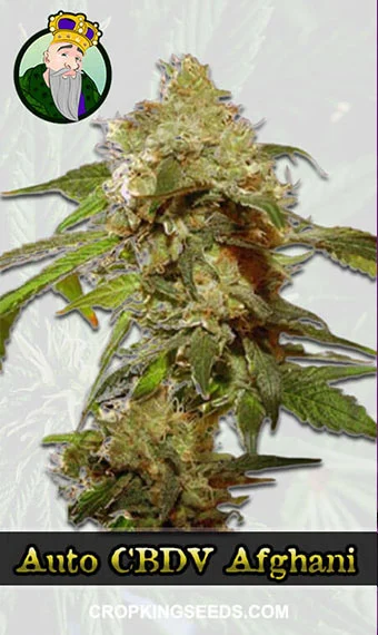 auto-cbdv-afghani-image