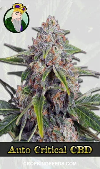 auto-critical-(cbd-auto)-image