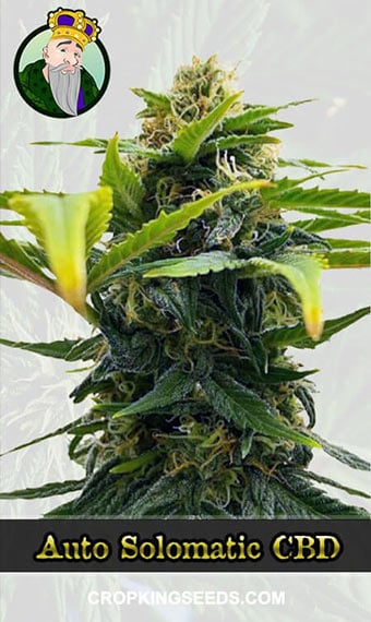 auto-solomatic-cbd-(1-20)-image