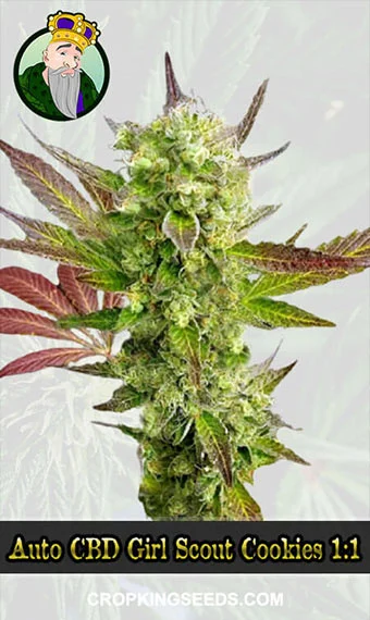 autoflower-cbd-girl-scout-cookies-(1-1)-image