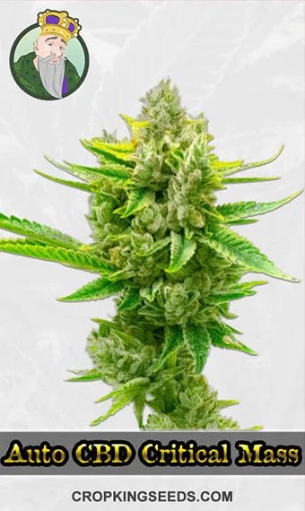 autoflower-cbd-critical-mass-feminized-image