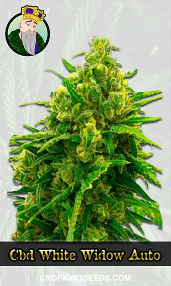 autoflower-cbd-white-widow-(1-1)-image