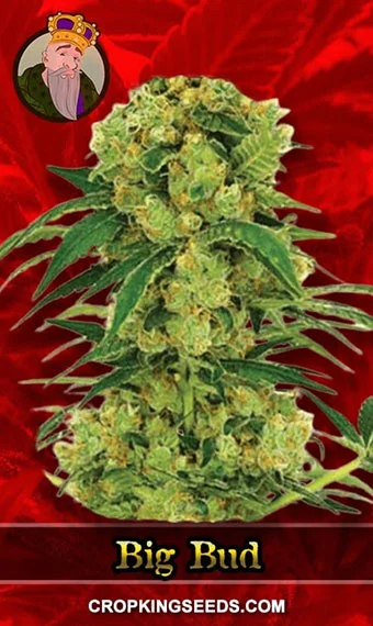 big-bud-fast-version-feminized-image