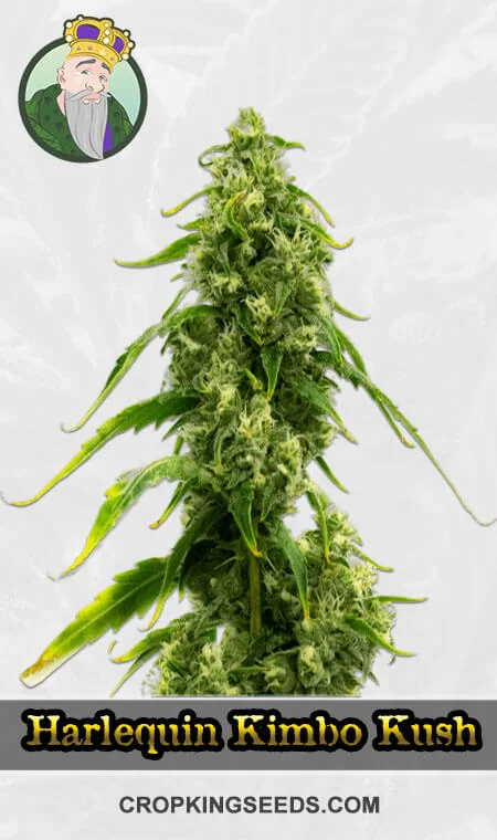 cbd-harlequin-kimbo-kush-fast-version-image