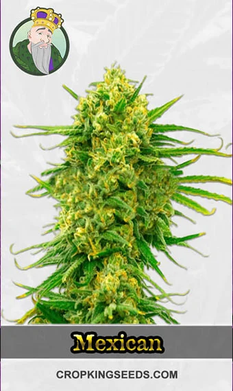 autoflower-cbd-mexican-(1-1)-image