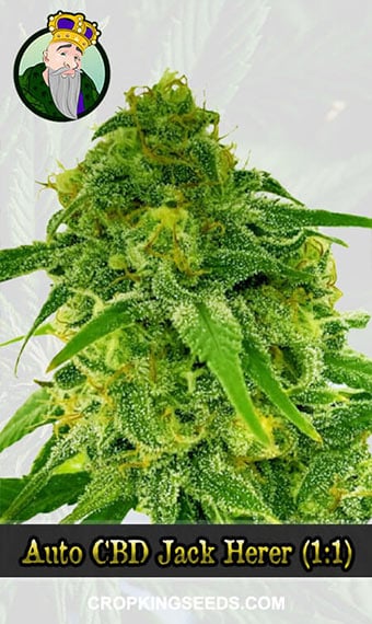 autoflower-cbd-jack-herer-(1-1)-image