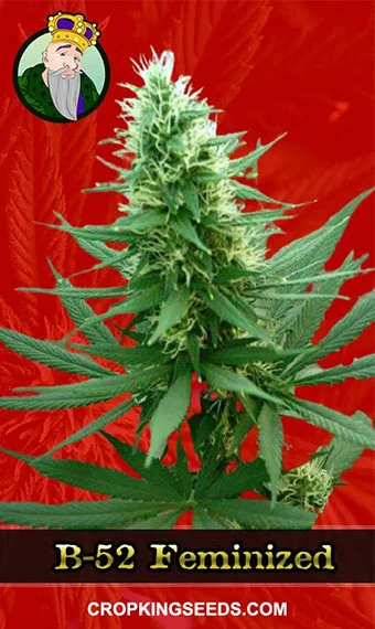 b-52-feminized-image