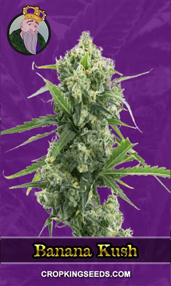 banana-kush-autoflowering-image