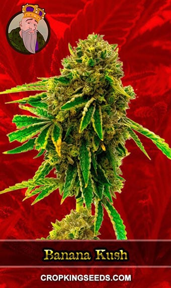 banana-kush-feminized-image