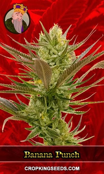 banana-punch-feminized-image