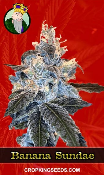 banana-sundae-feminized-image