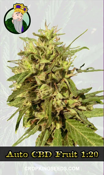 autoflower-cbd-fruit-(1-20)-image