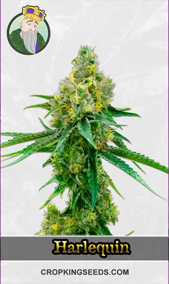 autoflower-cbd-harlequin-image