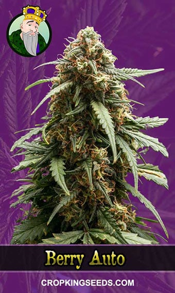 berry-autoflowering-image