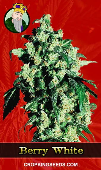 berry-white-feminized-image