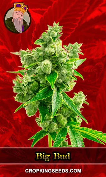 big-bud-feminized-image