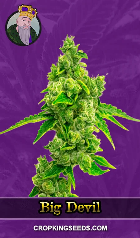 big-devil-autoflower-image