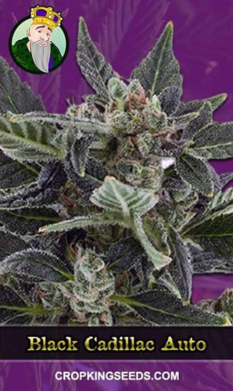 black-cadillac-autoflowering-image