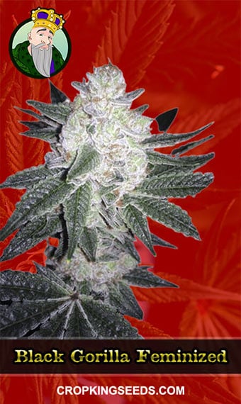 black-gorilla-feminized-image