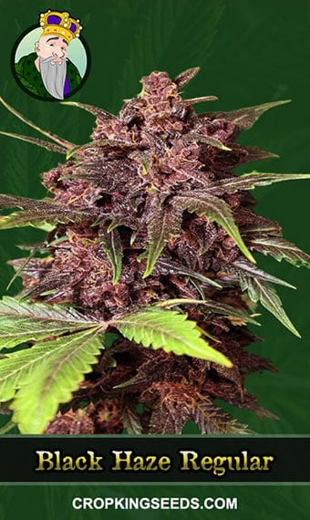 black-haze-regular-image