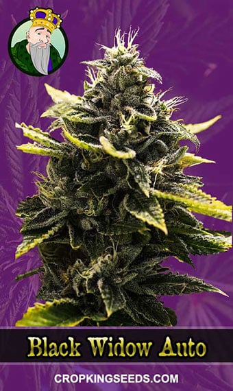 black-widow-autoflowering-image