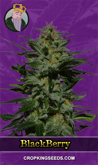 blackberry-autoflower-image