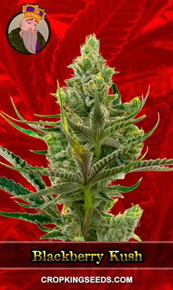 blackberry-kush-feminized-image