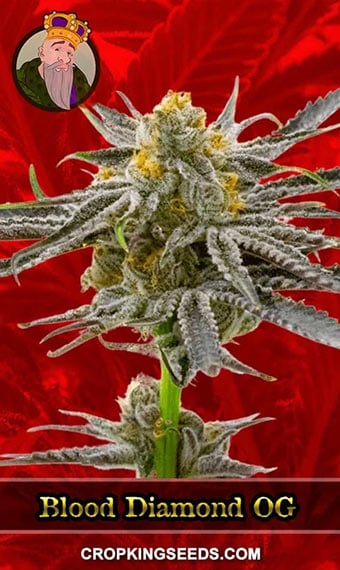 blood-diamond-og-feminized-image