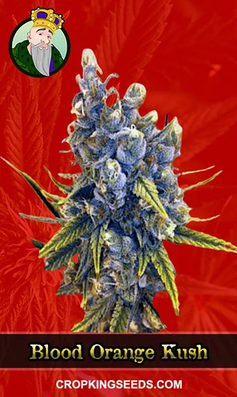 blood-orange-kush-feminized-image