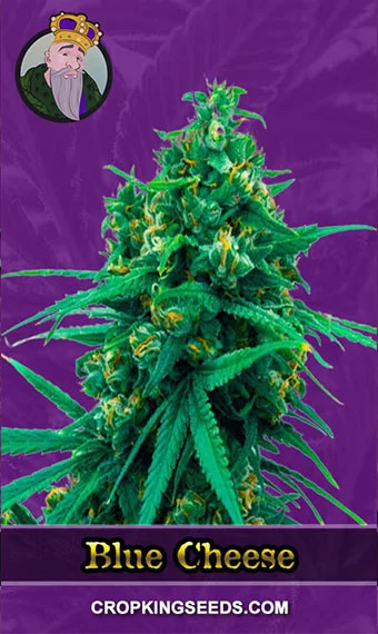 blue-cheese-autoflower-image