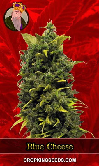 blue-cheese-feminized-image